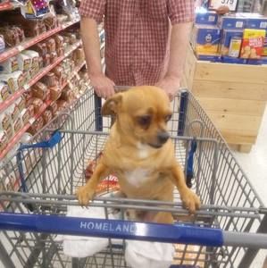 Meet your Posher, Joyce